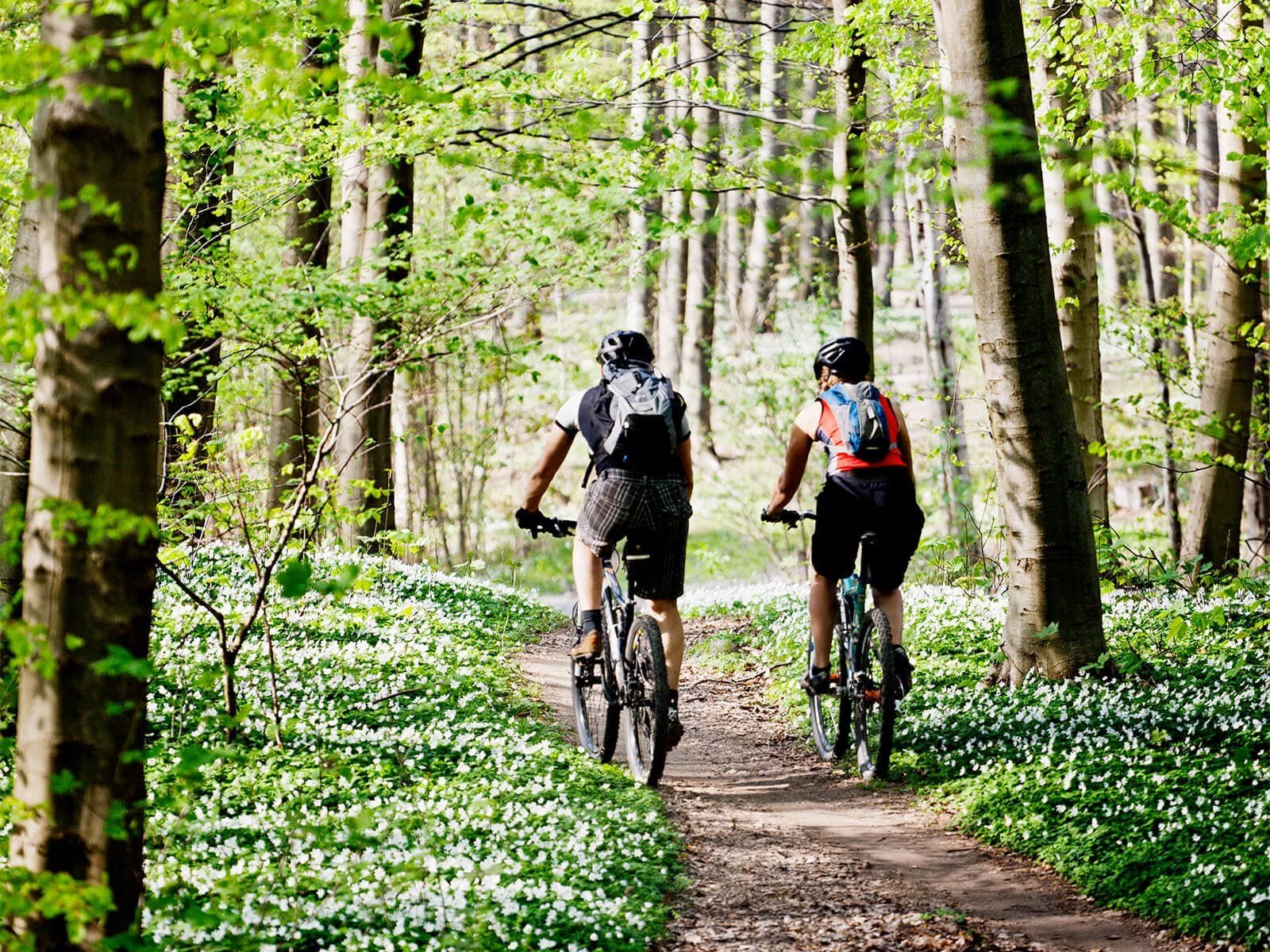 Par cykler i skoven